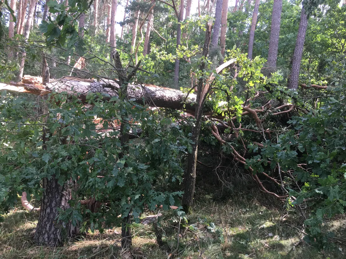 Umgestürzter Baum nach Sturm im Wald